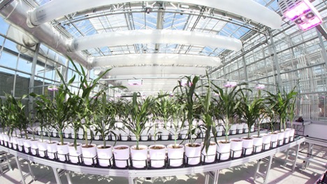 Corn grows in the Nebraska Innovation Campus greenhouse as part of an ongoing research project.