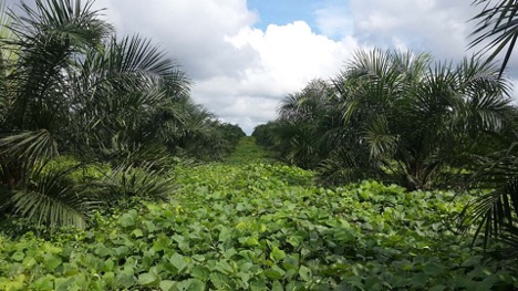 A young palm oil plantation in Indonesia. 