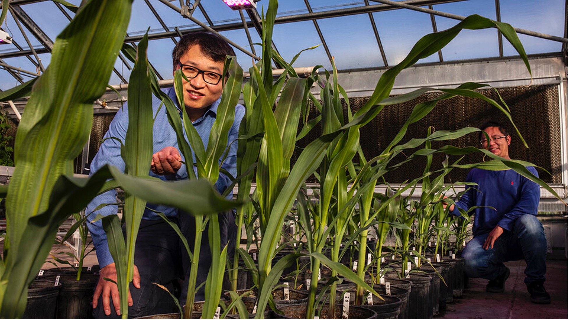 Nebraska's Jinliang Yang (left) and his colleague are in their plant lab.