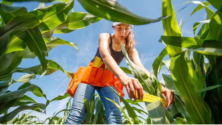 Mackenzie Zwiener, a graduate student in agronomy, bands sorghum plots and measures leaf angles in her research field on July 24. Nebraska is ranked among the top 50 universities in the world for agriculture and forestry instruction.