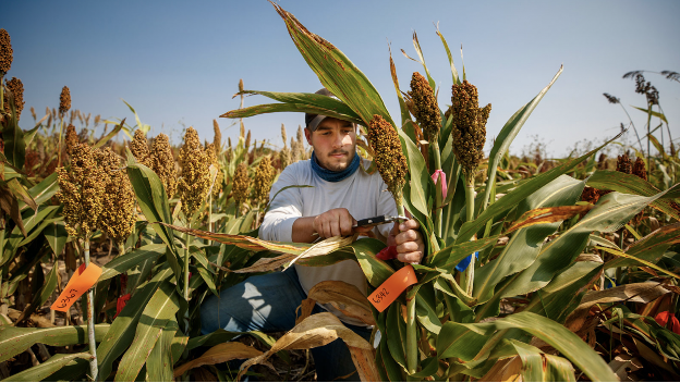 A farmer in a corn field.