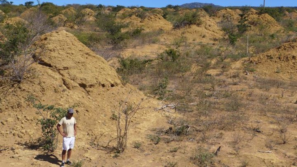 A researcher stands among the termite mounds in Brazil's Caatinga forest. Nebraska's Paul Hanson helped determine the age of the termite mounds.