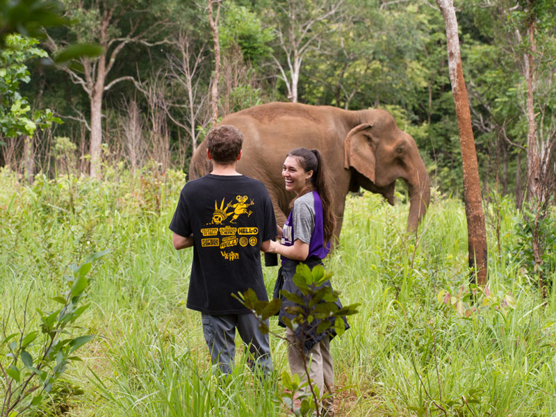 elephants cambodian highlands