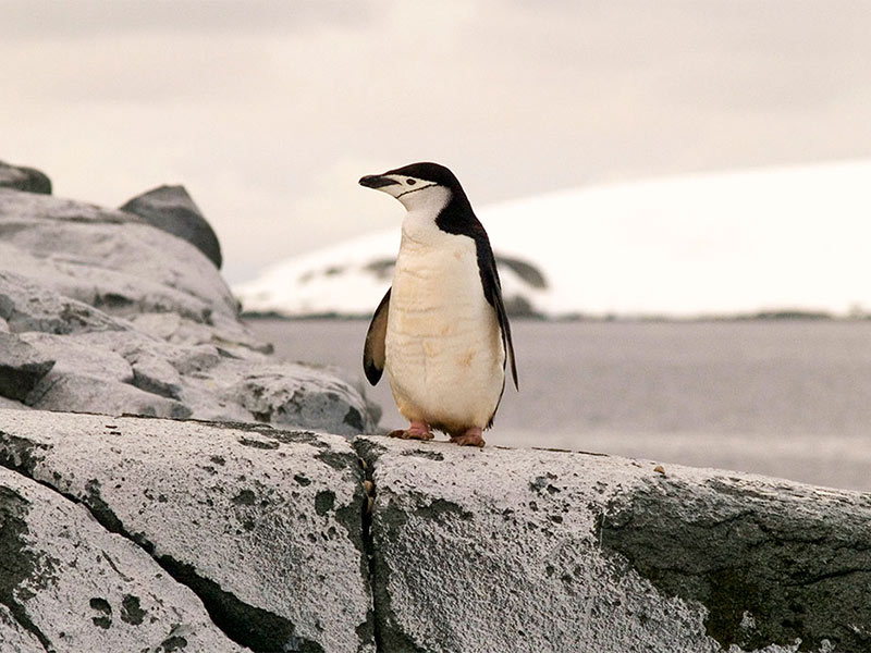 patagonia antarctica