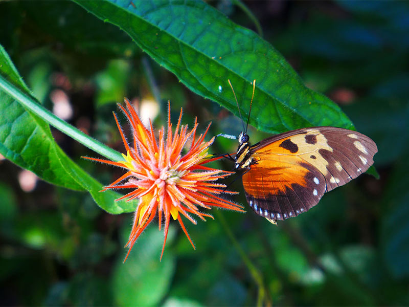 tropical ecology