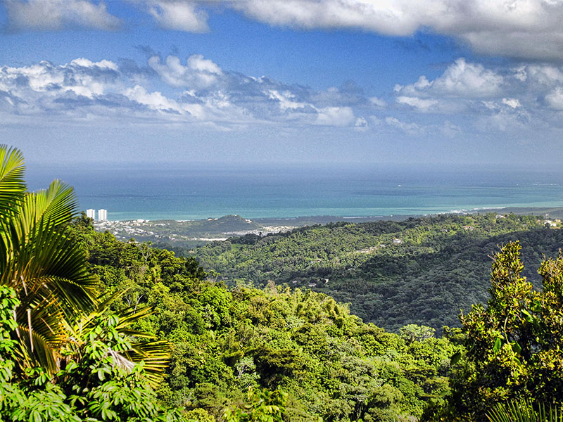 tropical ecosystems puerto rico