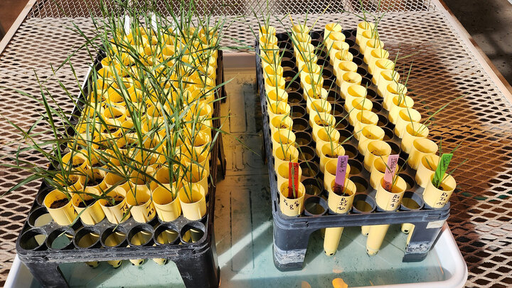 Two trays of wheat samples in a greenhouse. At left are non-inoculated control plants. At right is a soil mix inoculated with isolates of the Fusarium fungus.
