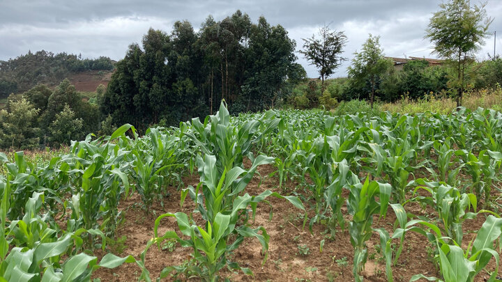 Corn field on a hill with trees and a building in the background