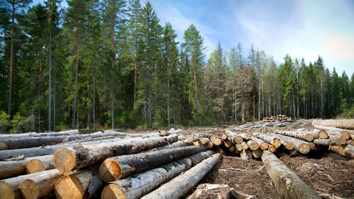 Logs are piled in a forest clearing.