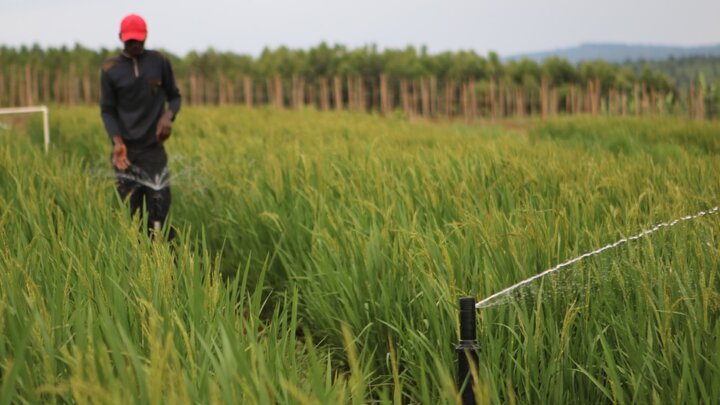 A farmer in Rwanda works with a sprinkler in his field.