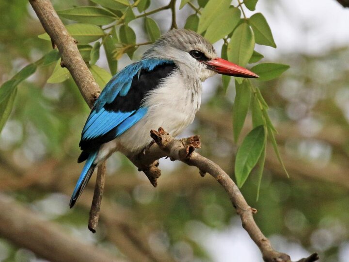South Africa