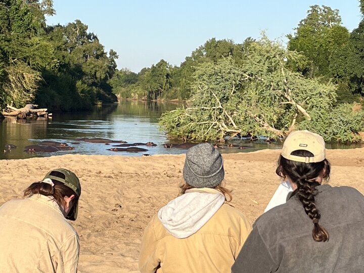 Botswana Hippos