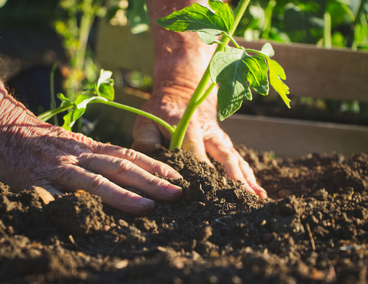 hands in garden around plant in soil